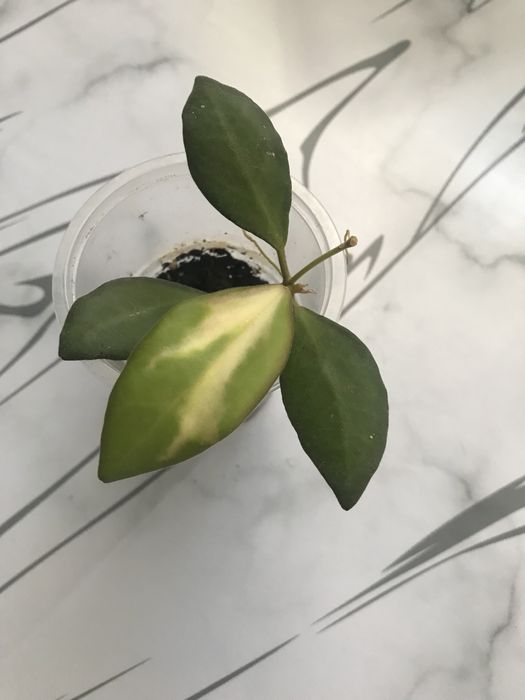 Экзотические хойи