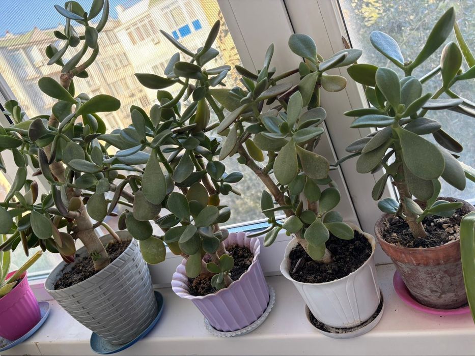 Продаются  денежные деревья толстянка