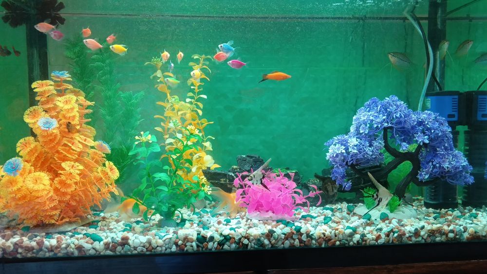 Аквариум с рыбками