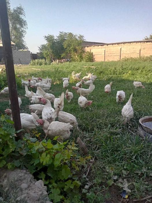 Продам домашних куриц