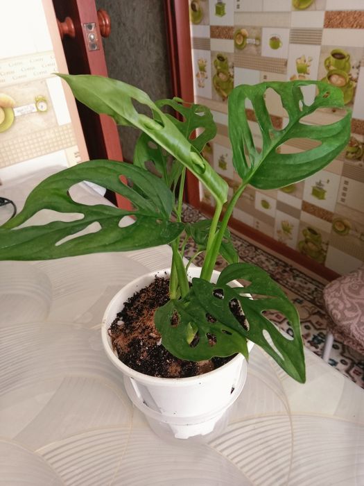 Монстера Манки продам