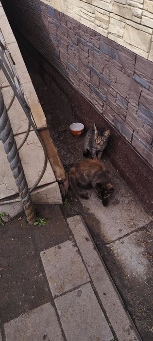 Котятам нужен дом!