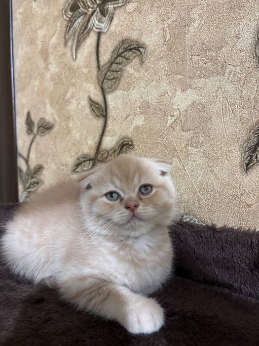 Продаются чистокровные котята Британцы.