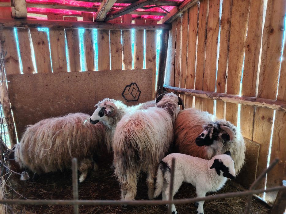 De vânzare oi turcane