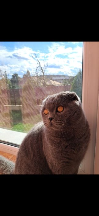 Motan scottish fold
