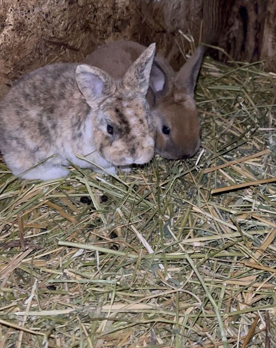 Iepurași Rex pitic ( 2 femeluțe) de vânzare !