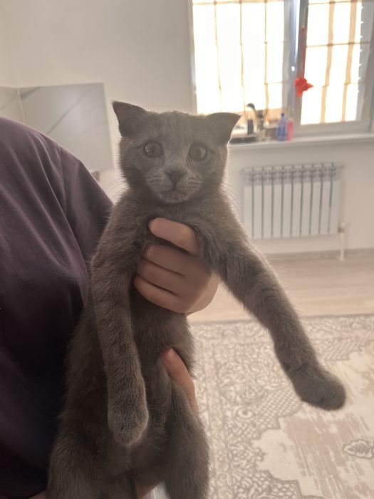 Котенок Бритиш вислоухий