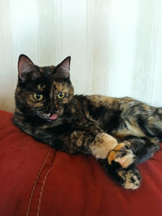 Сонечка в добрые руки