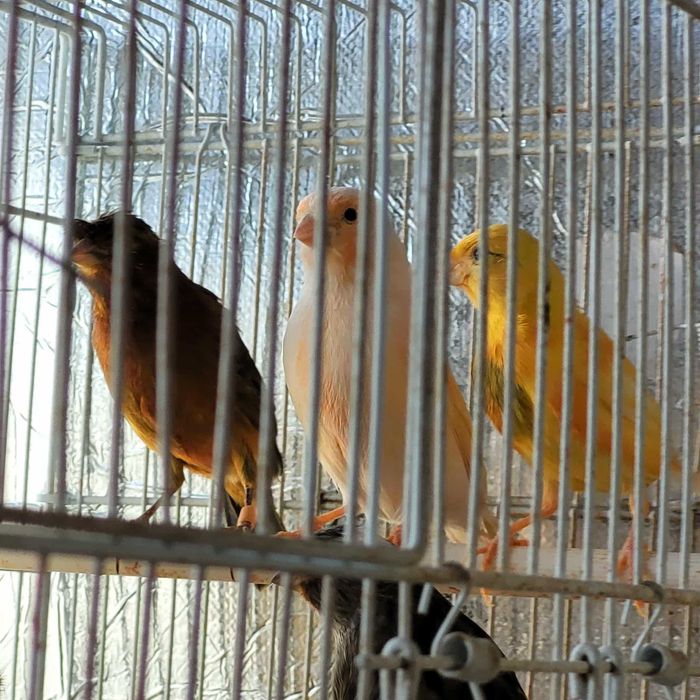 Canari de culoare si cantec