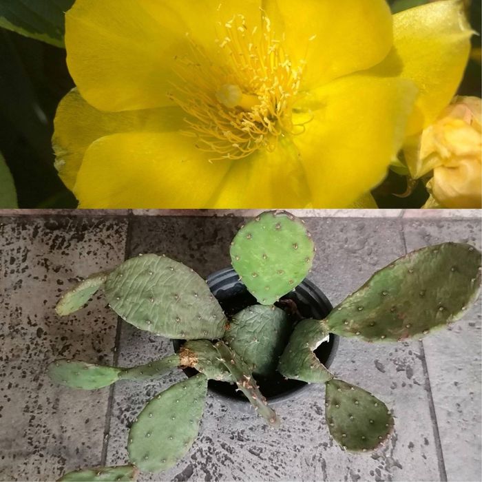 Цветя за продажба