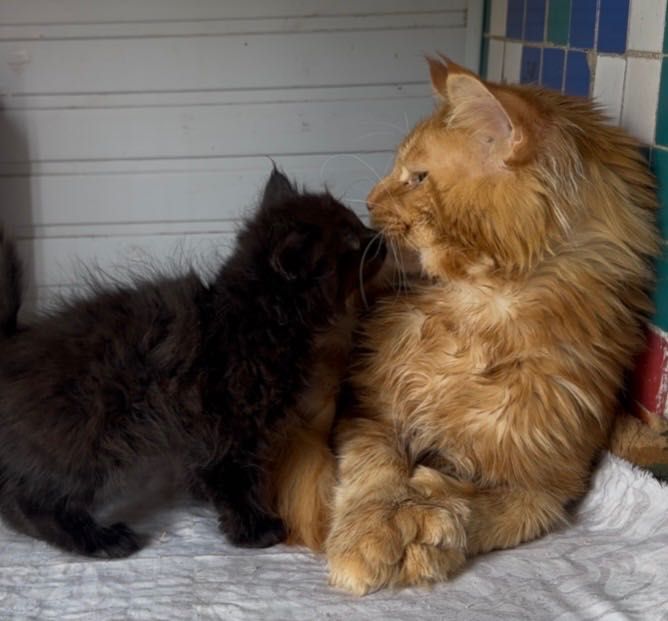 котенок Мейн Кун