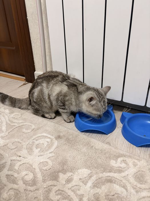 Британский шиншила котенок