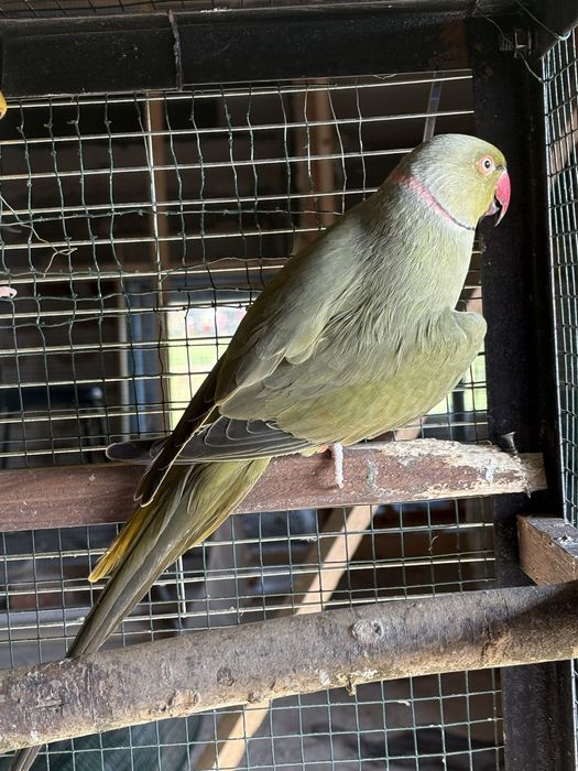 Разменям малки Александъри