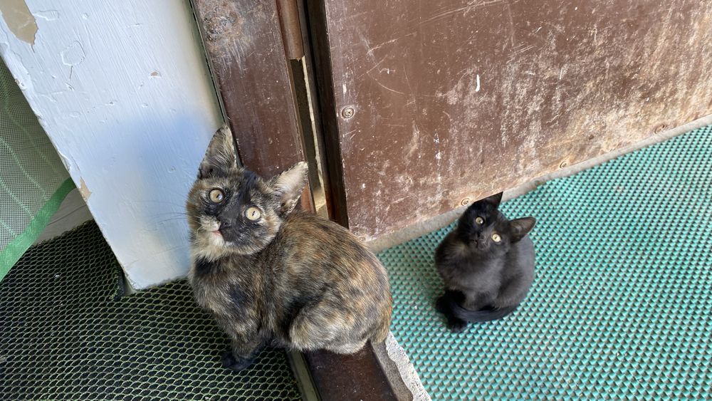 Мысық, марғау, кот, котенок, кошки