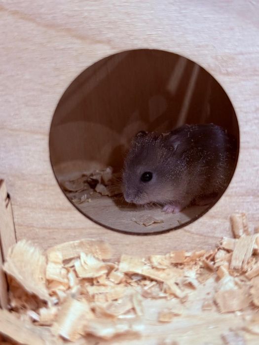 хомяки джунгарики