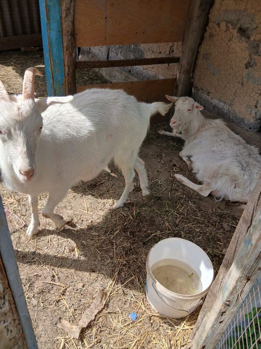 Пародалы ешкі саталады