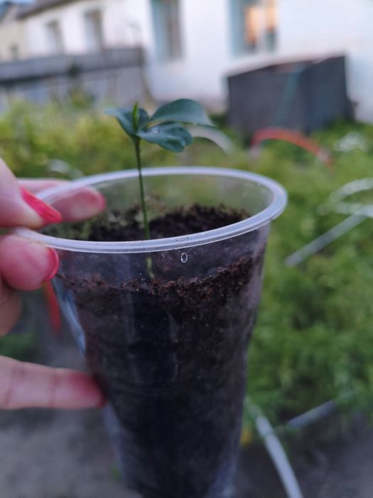 Комнатные цветы лимонка и денежные