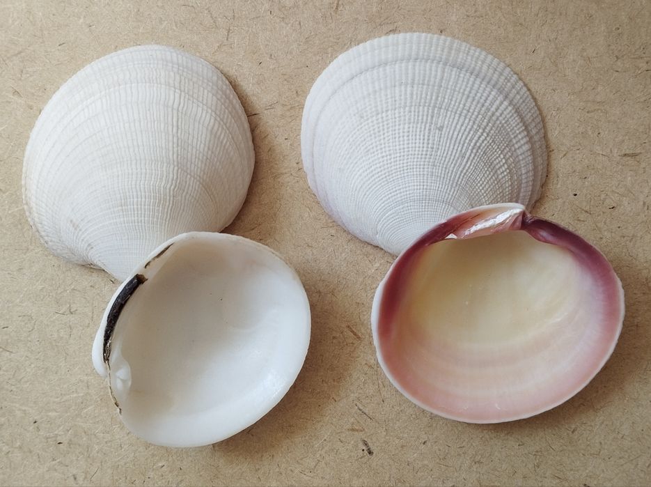 Ракушки морские, разный размер