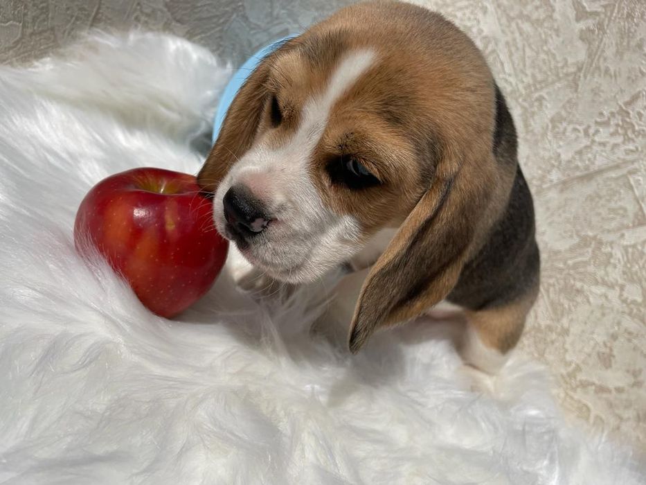 Триколорнве детки Бигля