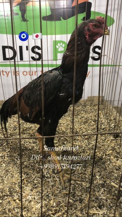 Япон шамо сотилади