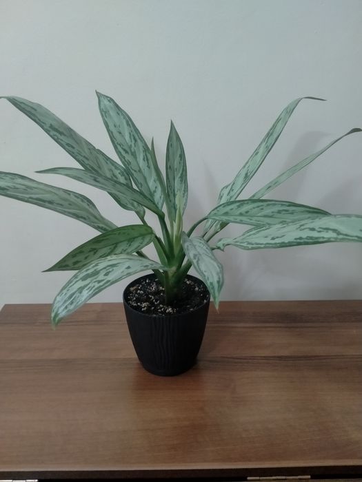 Продам аглаонему