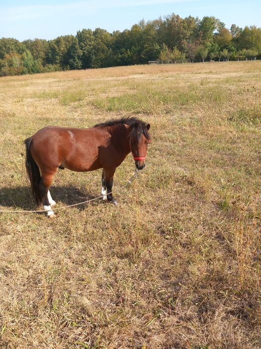 Ponei în vârstă de 3 ani