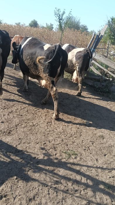 Vând vaca  detalii la telefon