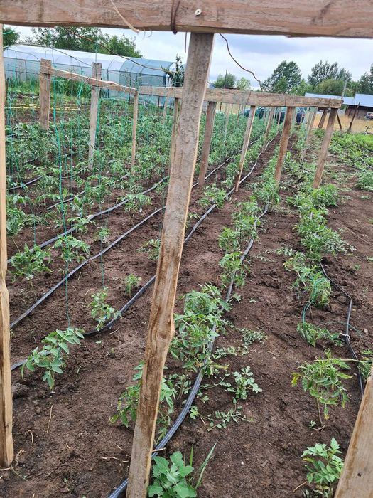 RĂSADURI DE LEGUME – calitate pentru gradina ta