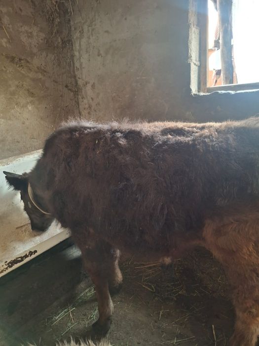 Продается бычок отличный