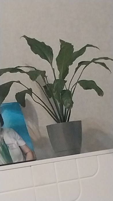 Продам  комнатные цветы