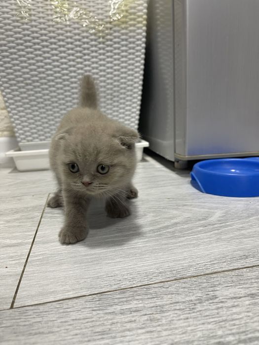 Шотландская вислоуха