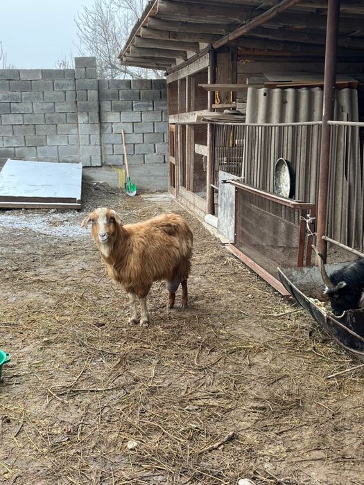 Ешкі 2 ешкі сатлады номер астыда