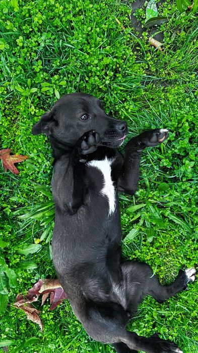 Собака отдается в хорошие руки