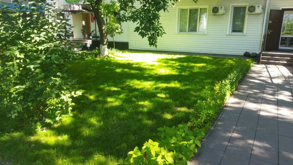 Посевной газон яркий плотный в петропавловске