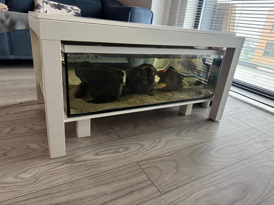 Acvariu in masa cu pesti, cliclide africane