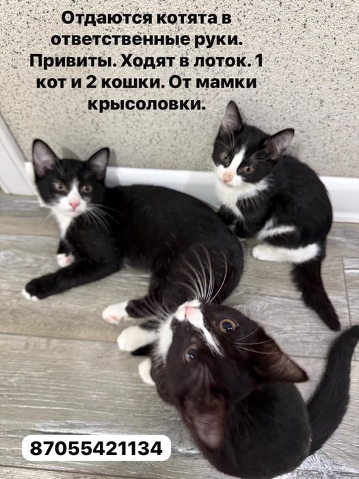 Отдаються котята привитые обученные