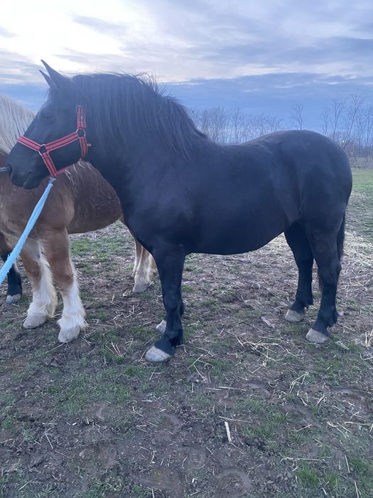 Iapa,manza neagra gestanta patru ani
