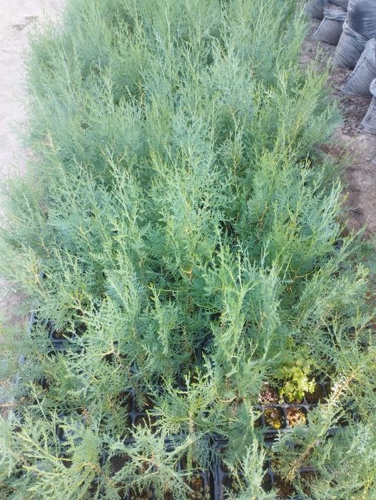 Туя сорт восточная