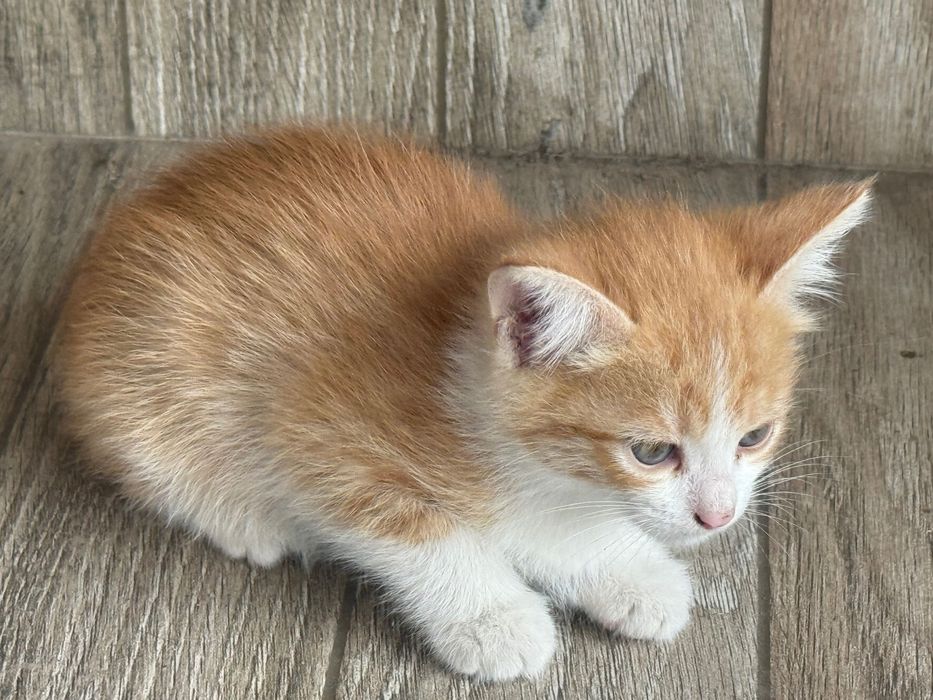 Котята. 2 месяца.