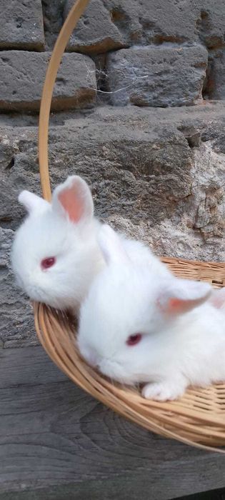 Iepurasi pitici berbec german - mini lop - trimit in tara