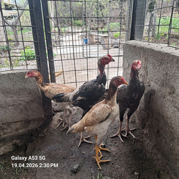 Продам 2 пары даканов