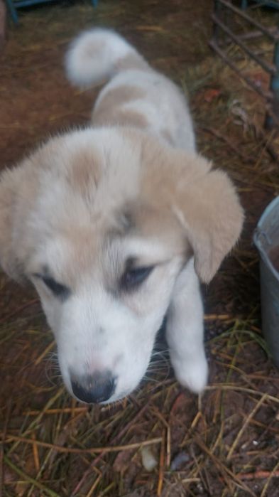 Собачка Алабай,продаю в добрые руки