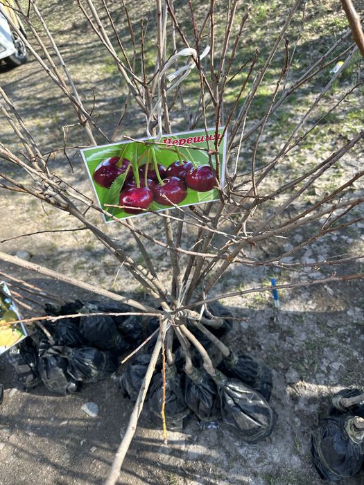 Жемыс жидек көшеттер