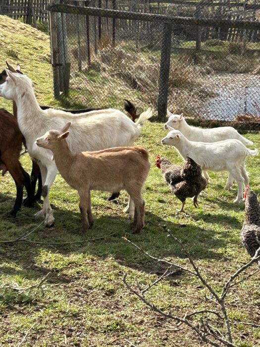 Capra Saanen cu 2 iezi