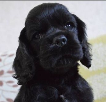 Щенки Американского кокер спаниеля.