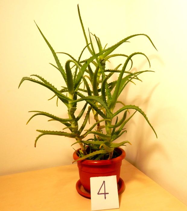 Aloe arborescens