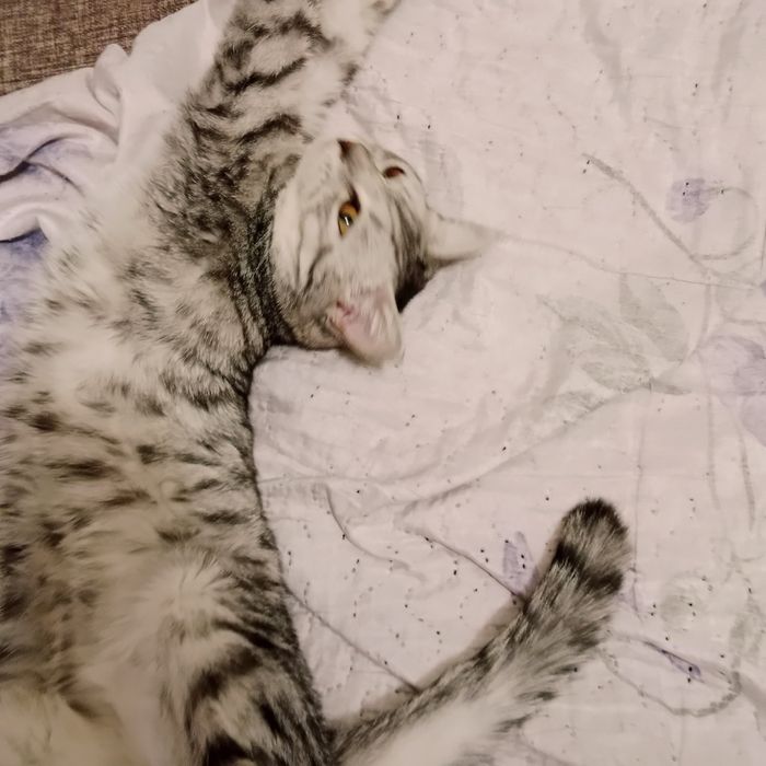 Вязка кошек и котов