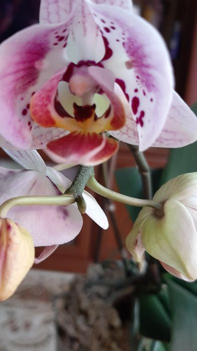 Орхидеи азиатские