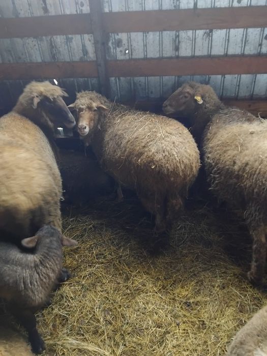 Vând oi tinere cu miei și gestante