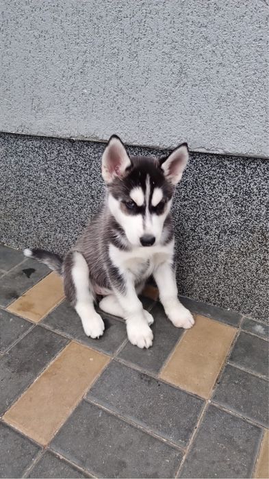 Fetita husky siberian